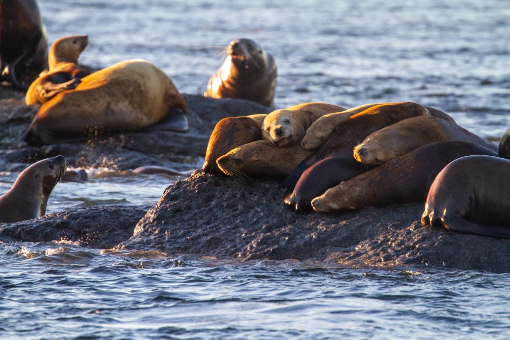 Sea lions sleeping on a rock