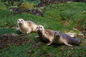 3 seal babies resting on a rock
