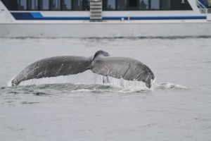 Humpback tale