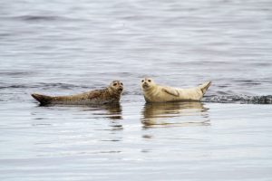 Seals on the water