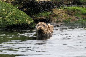 Seal baby