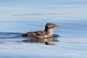 Sea bird resting