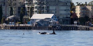 Orcas swimming near Sidney shore