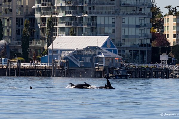 Orcas swimming near Sidney shore