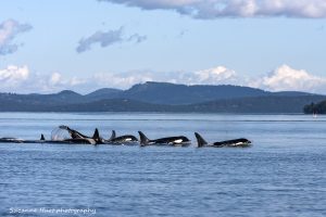 Orcas swimming